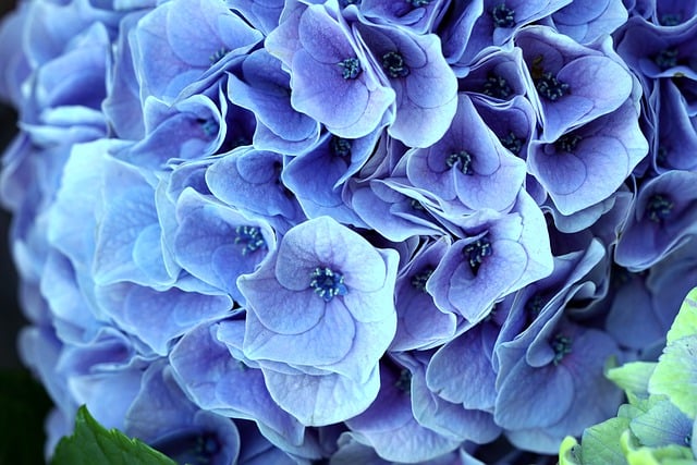 Free download hydrangea flower blossom bloom free picture to be edited with GIMP free online image editor