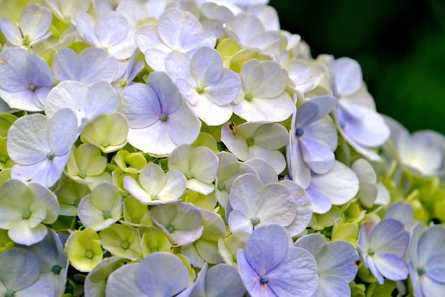 Free download hydrangea flower flora nature free picture to be edited with GIMP free online image editor