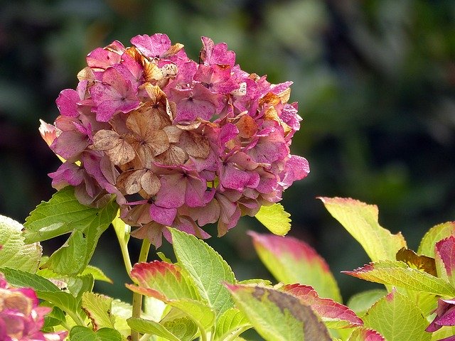 Free download Hydrangea Flower Nature -  free photo or picture to be edited with GIMP online image editor