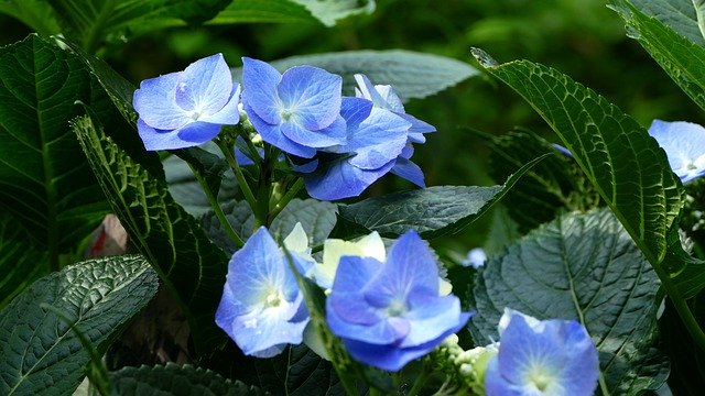 Free download Hydrangea Flower Plant -  free photo or picture to be edited with GIMP online image editor