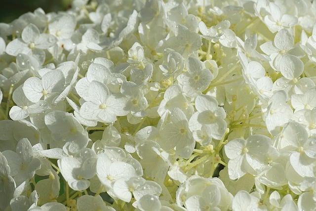 Free download hydrangea flowers white flowers free picture to be edited with GIMP free online image editor