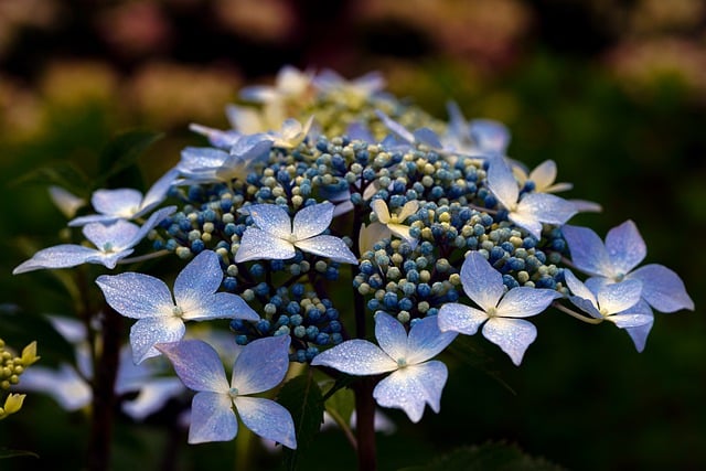 Free download hydrangea flower wildflower plant free picture to be edited with GIMP free online image editor