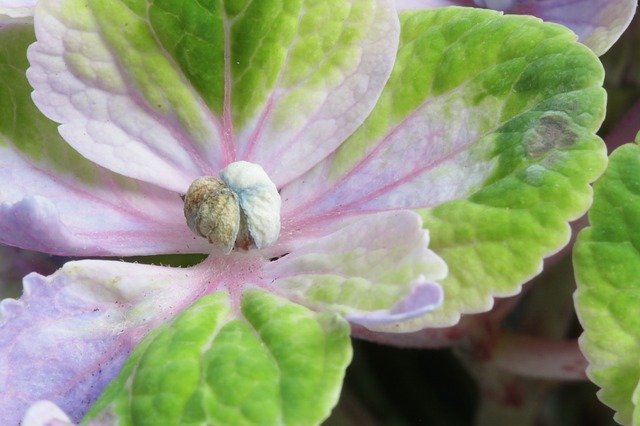 Free download Hydrangea Garden Flower -  free photo or picture to be edited with GIMP online image editor