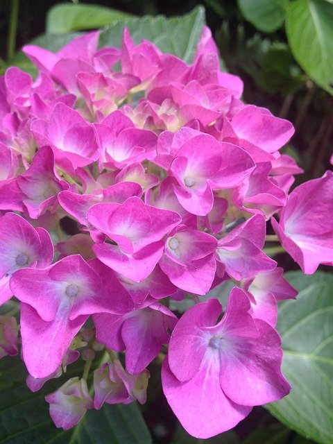 Free download Hydrangea Garden Perennials -  free photo or picture to be edited with GIMP online image editor