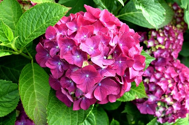 ดาวน์โหลดเทมเพลตรูปภาพ Hydrangea Pink Nature ฟรีเพื่อแก้ไขด้วยโปรแกรมแก้ไขรูปภาพออนไลน์ GIMP