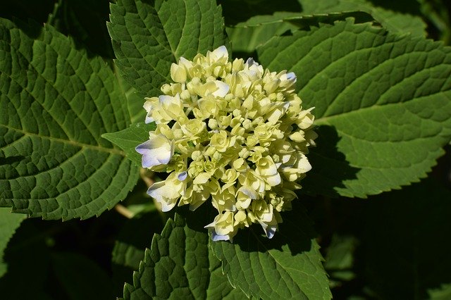 Free download Hydrangea Plant Shrub -  free photo or picture to be edited with GIMP online image editor