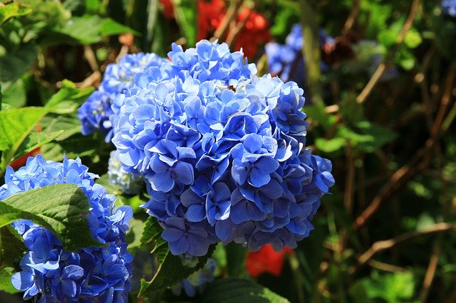 Free download Hydrangea Purple Blue Okinawa -  free photo or picture to be edited with GIMP online image editor