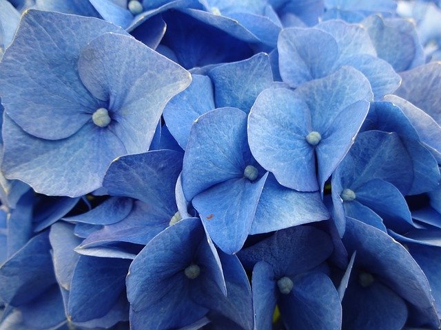 Free download Hydrangeas Blue Flower -  free photo or picture to be edited with GIMP online image editor