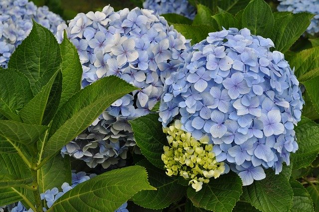 Free download Hydrangeas Nature Floral -  free photo or picture to be edited with GIMP online image editor