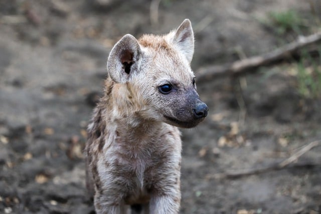 Free download hyena baby animal ears snout fur free picture to be edited with GIMP free online image editor