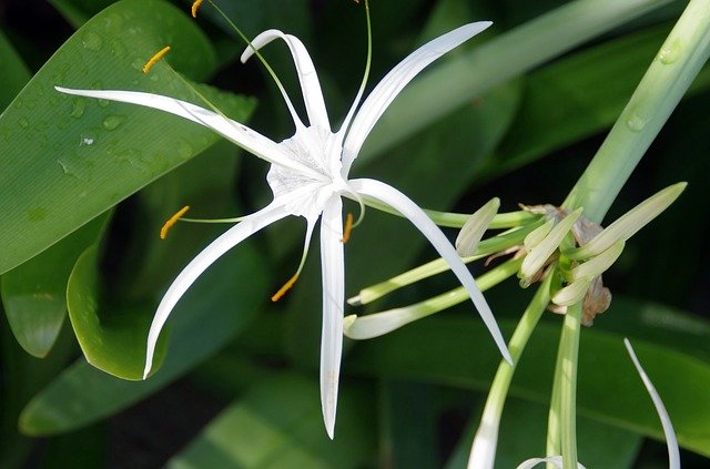 Free download Hymenocallis Littoralis -  free photo or picture to be edited with GIMP online image editor