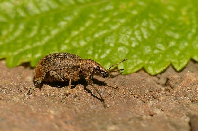 Hypera Zoilus Large Clover-Cocoon 무료 다운로드 - 무료 사진 또는 GIMP 온라인 이미지 편집기로 편집할 사진