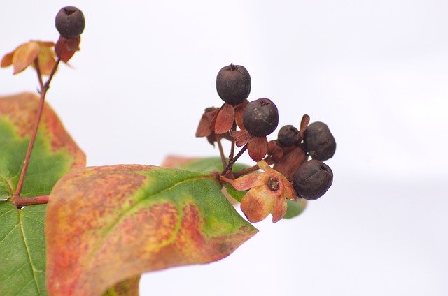 Free download Hypericum Berries Leaf -  free photo or picture to be edited with GIMP online image editor