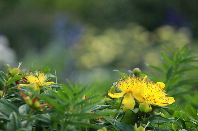 Free download Hypericum Perforatum Yellow Flower -  free photo or picture to be edited with GIMP online image editor