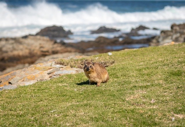 Free download Hyrax South Africa Coast Animal -  free photo or picture to be edited with GIMP online image editor