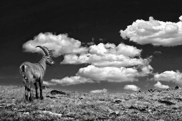 Free download ibex capra ibex mountain wild alps free picture to be edited with GIMP free online image editor