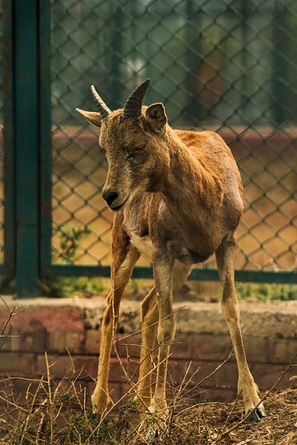 Free download ibex deer forest wild wildlife free picture to be edited with GIMP free online image editor