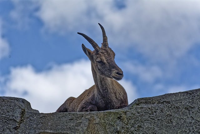 Free download ibex horns ruminant animal rocks free picture to be edited with GIMP free online image editor