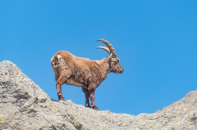 Free download ibex wild goat animal mountain sky free picture to be edited with GIMP free online image editor
