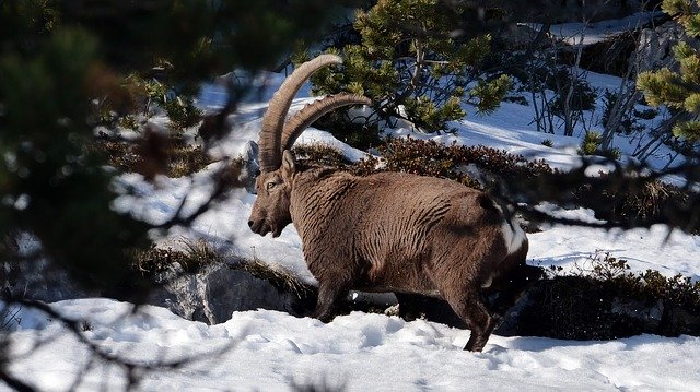 Free download Ibex Winter Snow -  free photo or picture to be edited with GIMP online image editor