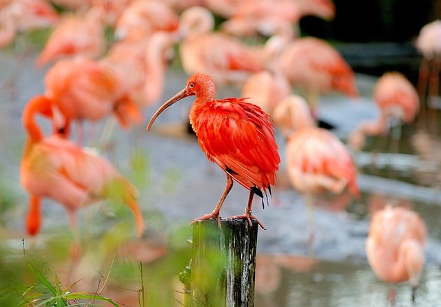 Free download ibis bird red nature zoo free picture to be edited with GIMP free online image editor