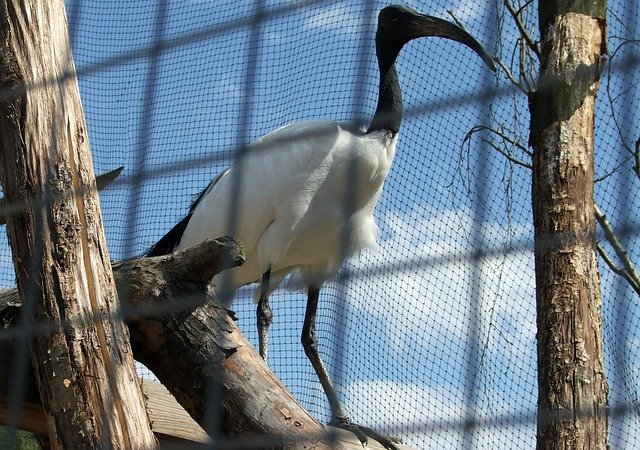 Free download ibis nature p bird beak pen free picture to be edited with GIMP free online image editor