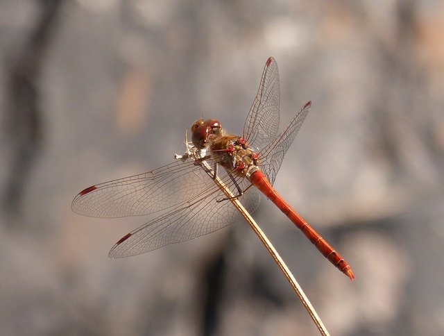 Free download Ibélula Red Dragonfly Branch -  free photo or picture to be edited with GIMP online image editor