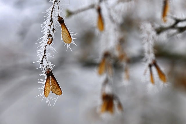 Free download ice crystal snow cold maple tree free picture to be edited with GIMP free online image editor