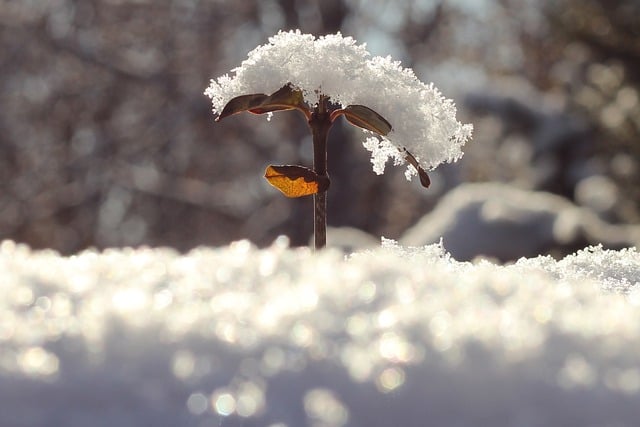 Free download ice frost snow cold winter nature free picture to be edited with GIMP free online image editor