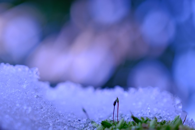 Free download ice frost snow ice crystals plant free picture to be edited with GIMP free online image editor