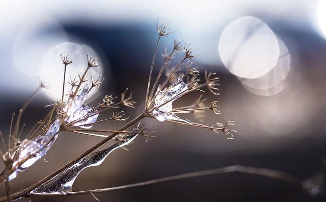 Free download ice ice storm frost bokeh cold free picture to be edited with GIMP free online image editor