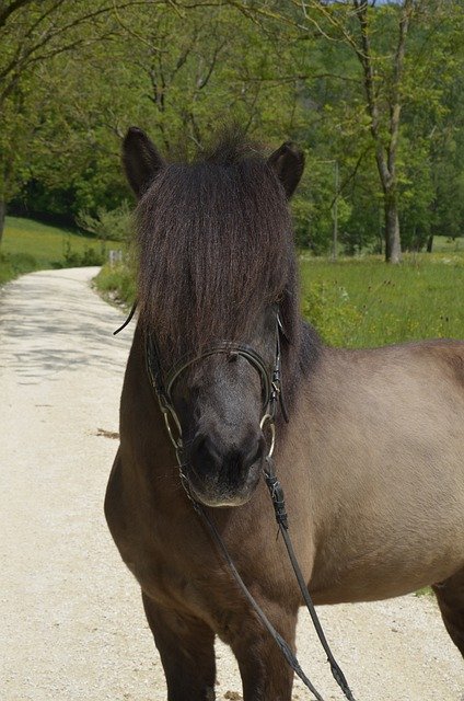 Free download Icelanders Pony Animal Iceland -  free photo or picture to be edited with GIMP online image editor