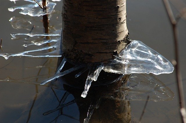 Free download Ice Winter Tree -  free photo or picture to be edited with GIMP online image editor