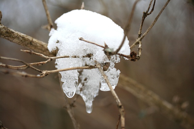 Free download icicle branches snow winter free picture to be edited with GIMP free online image editor