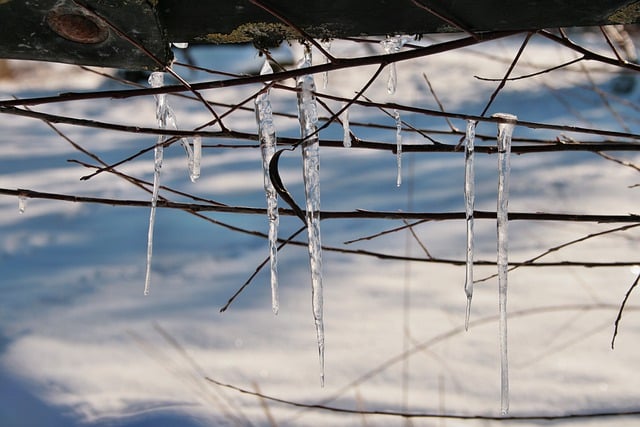 Free download icicles winter branches frozen ice free picture to be edited with GIMP free online image editor