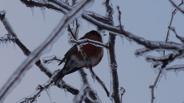 Free download Icing Winter Bird -  free photo or picture to be edited with GIMP online image editor