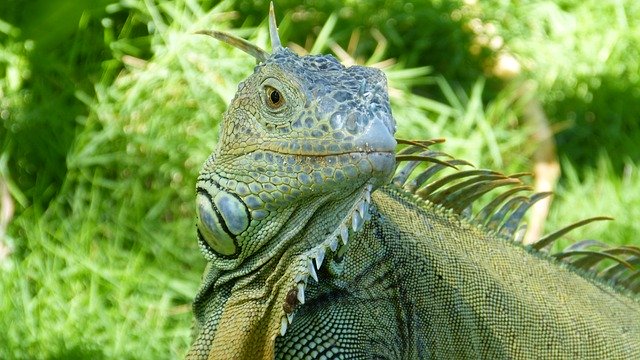 Free download Iguana Animals Lizard -  free photo or picture to be edited with GIMP online image editor