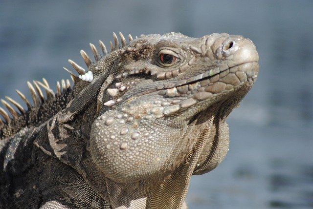 Muat turun percuma Iguana Caribbean Vacation Cayman - foto atau gambar percuma untuk diedit dengan editor imej dalam talian GIMP