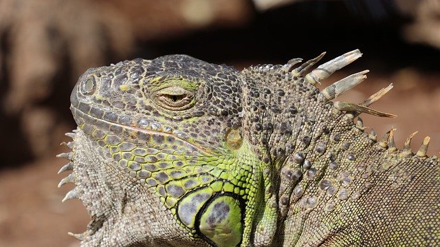 Free download Iguana Closeup Macro Gran -  free photo or picture to be edited with GIMP online image editor