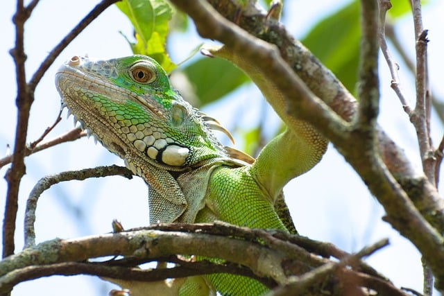 Free download iguana eye reptile skin animal free picture to be edited with GIMP free online image editor