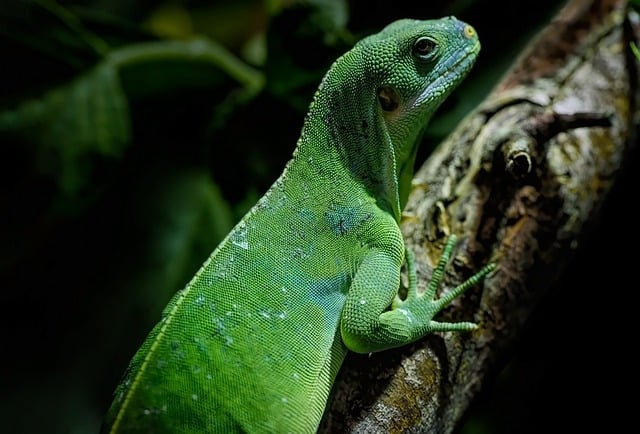 Free download iguana lizard fijian banded iguana free picture to be edited with GIMP free online image editor