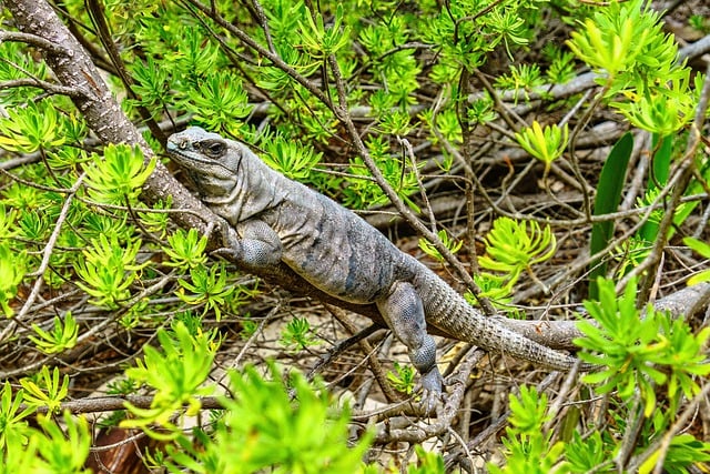 Free download iguana lizard reptile wildlife free picture to be edited with GIMP free online image editor