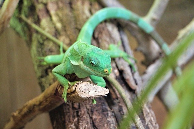 Free download Iguana Of Fiji Islands Zoo -  free photo or picture to be edited with GIMP online image editor