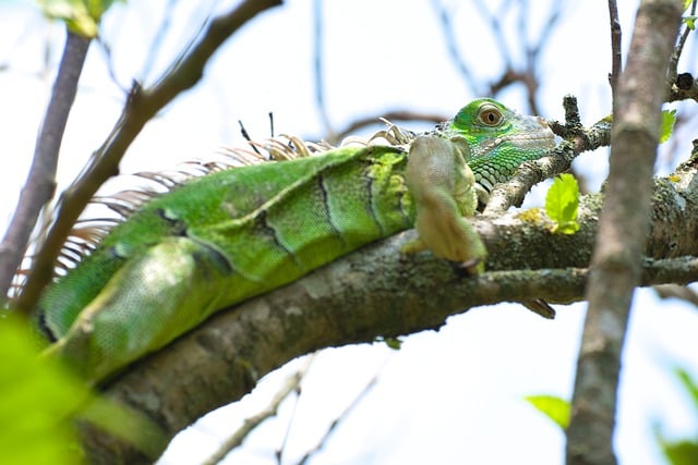 Free download iguana reptile green animal free picture to be edited with GIMP free online image editor