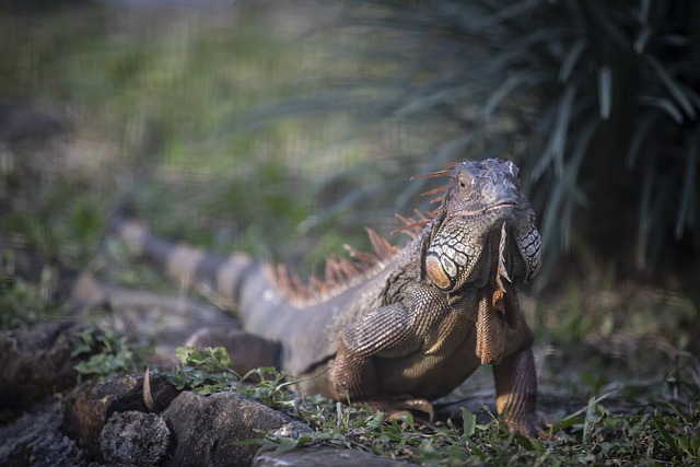 Free download iguana reptile scaly scales animal free picture to be edited with GIMP free online image editor