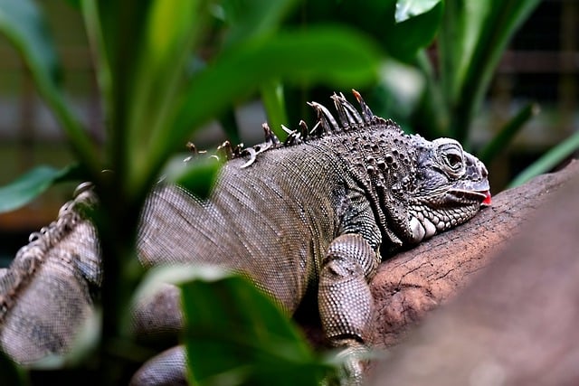 Free download iguana reptile wildlife wild animal free picture to be edited with GIMP free online image editor