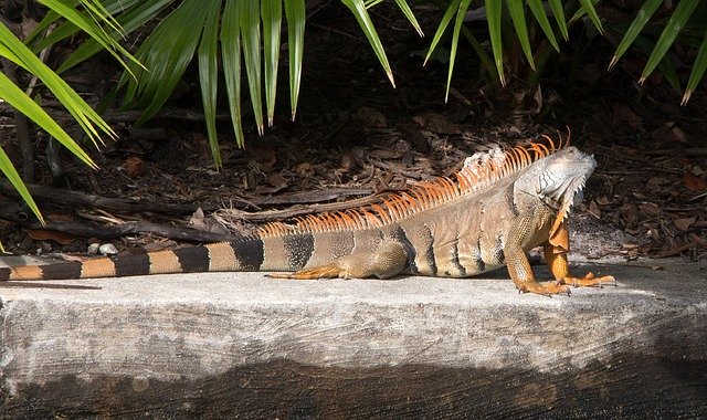 免费下载 Iguana Spiny Tailed - 可使用 GIMP 在线图像编辑器编辑的免费照片或图片