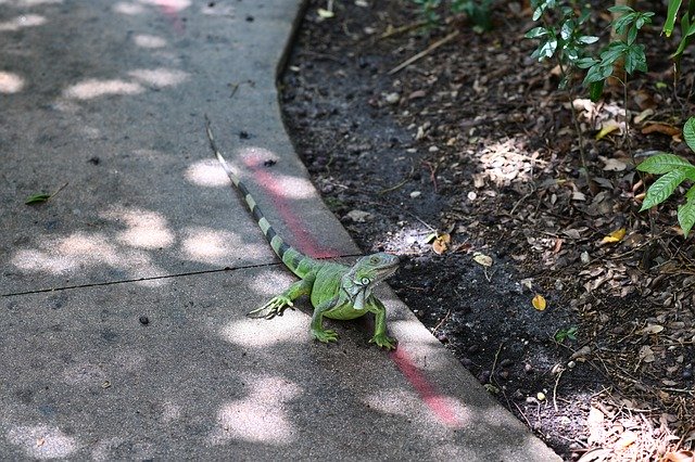 Free download Iguana Zoo Nature -  free photo or picture to be edited with GIMP online image editor