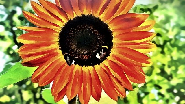 تحميل مجاني Illustration Flower Sunflower - رسم توضيحي مجاني ليتم تحريره باستخدام محرر الصور المجاني عبر الإنترنت GIMP