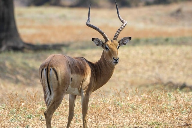 Free download impala africa zambia safari free picture to be edited with GIMP free online image editor